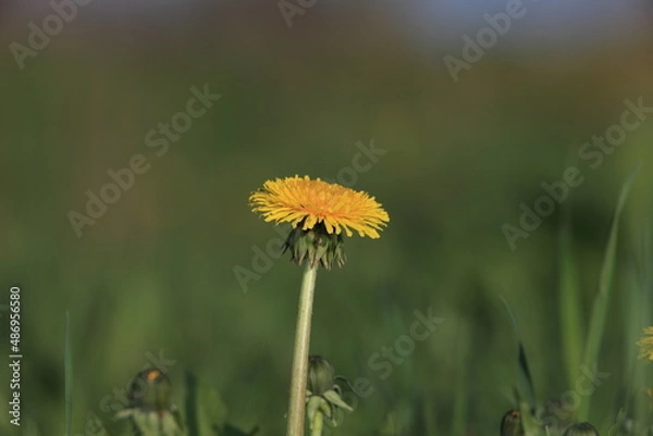 Fototapeta Spring dandelions on a background of grass