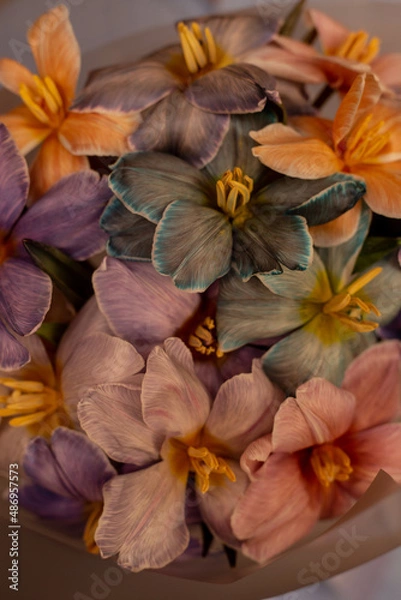 Fototapeta Bouquet of multi-colored tulips on the background