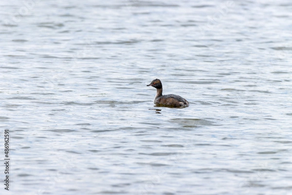 Fototapeta Slavonian Grebe (Podiceps auritus).