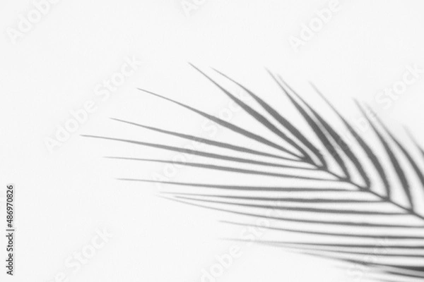 Fototapeta Abstract shadow black white palm leaf shadow on a white wall background. Horizontal creative theme poster, greeting cards, headers, website and app
