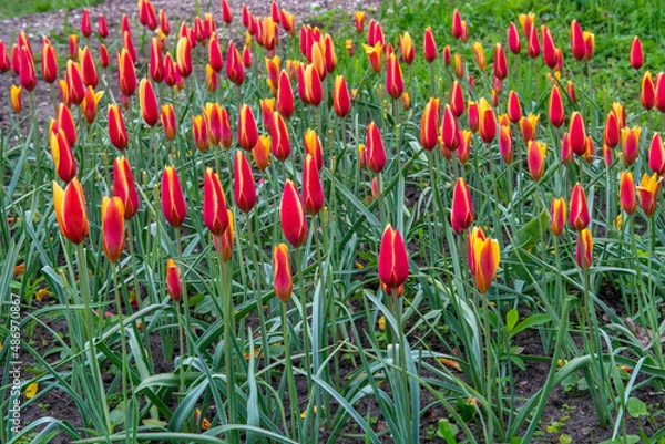Fototapeta red and yellow tulips