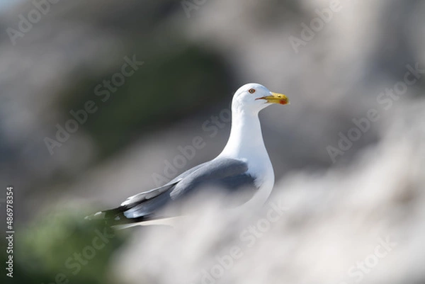 Fototapeta Larus michahellis, goélan leucophée, gabian bokeh doux isolé 
