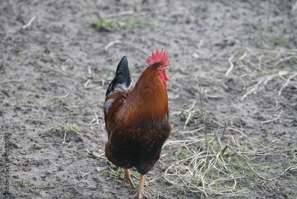 Fototapeta Rooster on the field