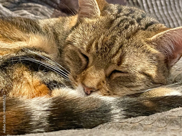 Fototapeta Cat on a sofa