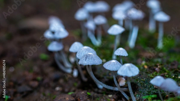 Fototapeta Beautiful closeup of a group of mushrooms growing on forest floor with bokeh background. Mushroom macro, Mushrooms photo, forest photo, forest background
