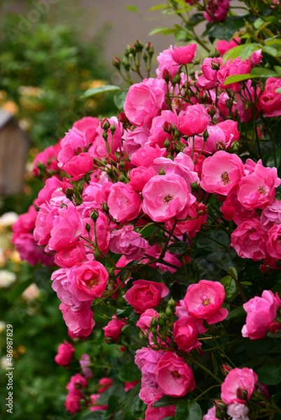 Fototapeta 満開の庭のつるバラ　アンジェラ