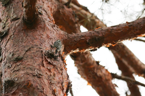 Obraz 一生懸命木をつついているコゲラ