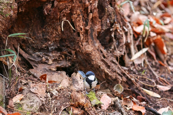 Obraz 遠くを見つめるシジュウカラ