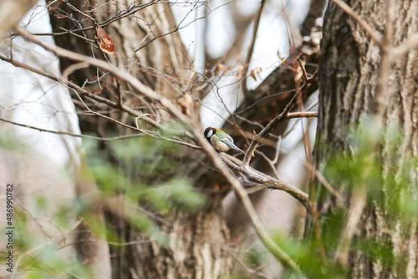 Obraz 木の枝に止まるシジュウカラ
