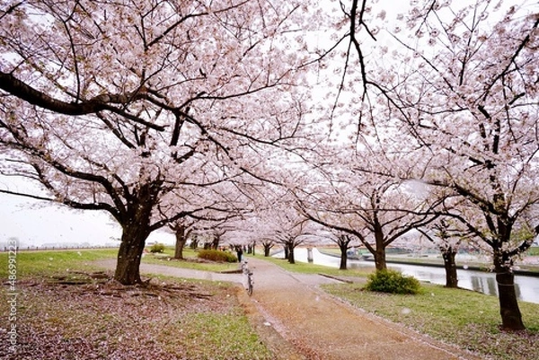 Fototapeta 花びら舞う桜並木