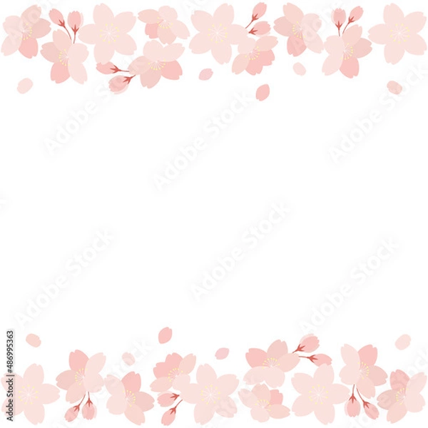 Fototapeta 桜の花と花びらのイラストの背景素材　正方形