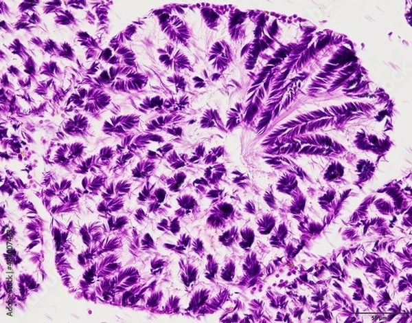 Fototapeta Animal tissue samples under the microscope in Lab.