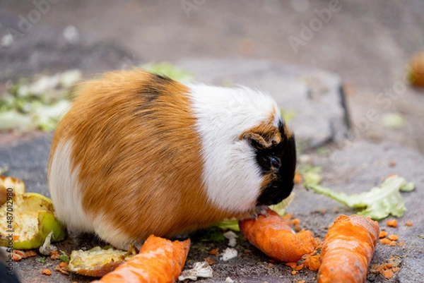 Fototapeta Guinea pig