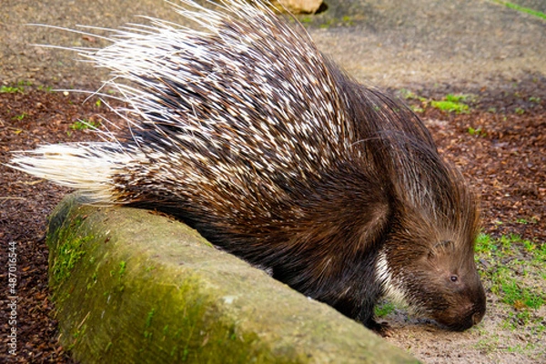 Obraz Close-up of a porcupine