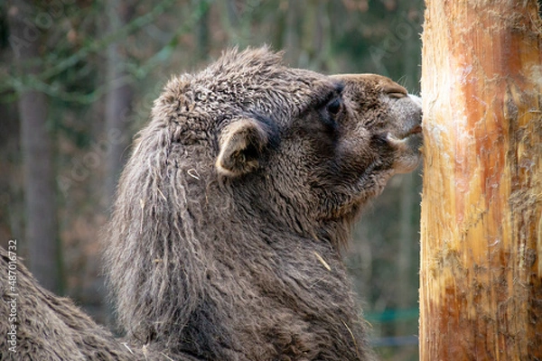 Fototapeta A camel scratches itself