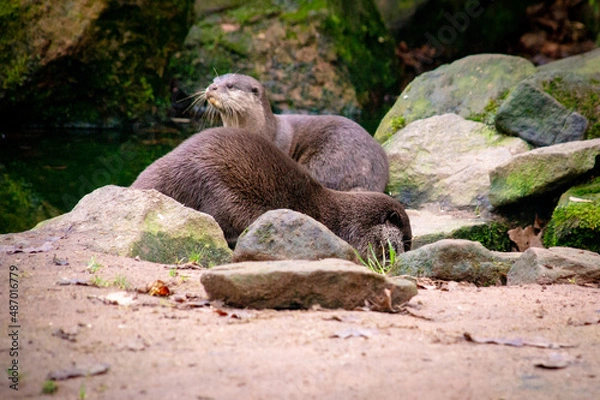 Obraz Otters in the wild