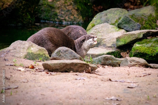 Obraz Otters in the wild