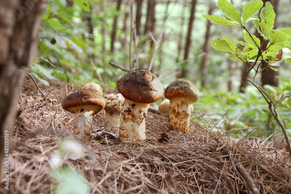 Obraz mountain in autumn, matsutake mushrooms