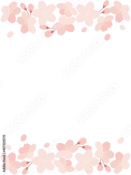 Fototapeta 桜の花と花びらのイラストの背景素材　縦長