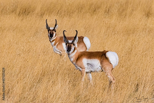 Obraz Pronghorn 
