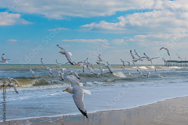 Obraz seagulls in flight