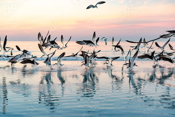 Obraz birds in flight 