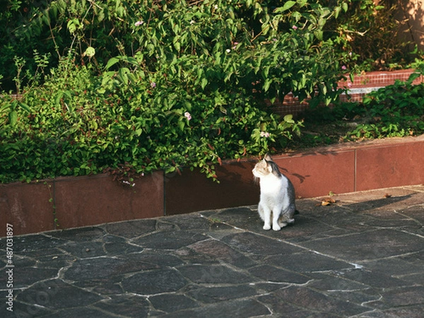 Fototapeta ねこ
