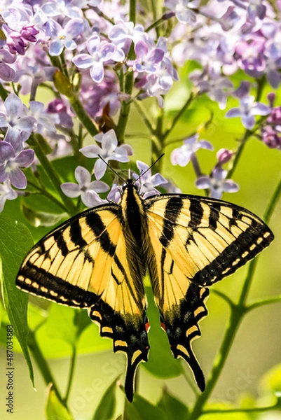 Obraz butterfly on flower