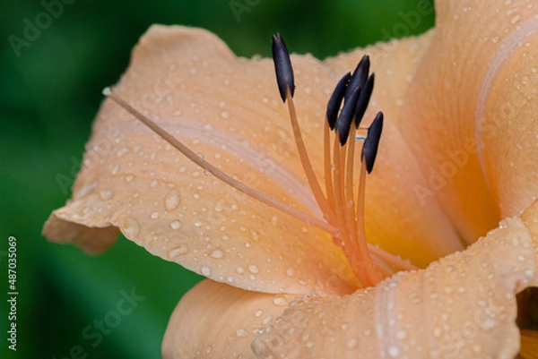 Obraz orange lily flower