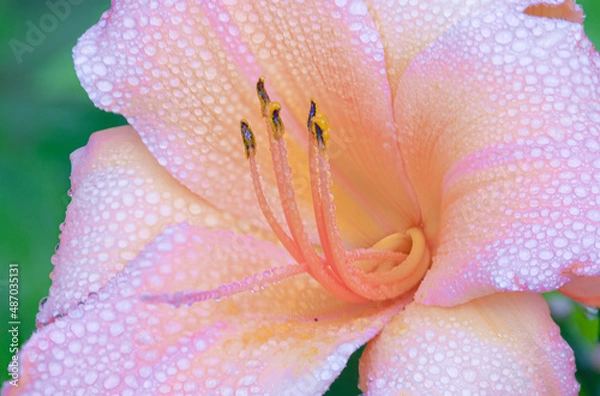 Obraz pink lily closeup
