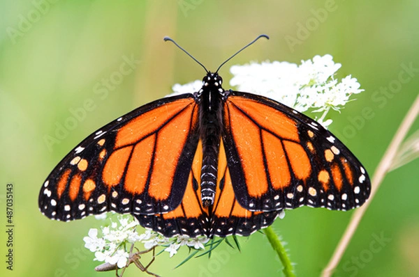 Obraz butterfly on flower