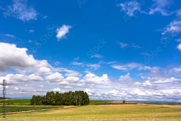 Obraz 北海道美瑛、8月の風景・日本