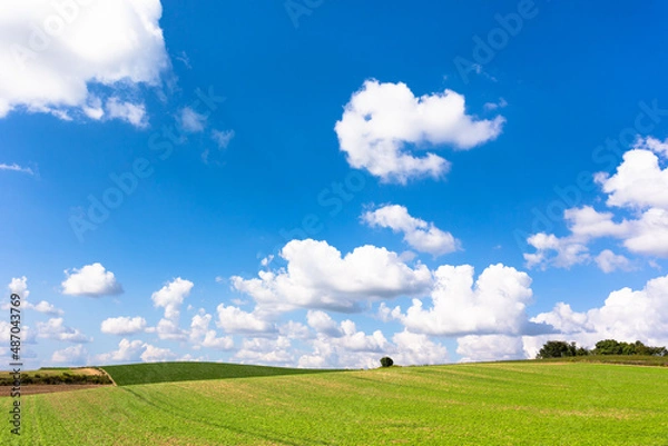 Obraz 北海道美瑛、8月の風景・日本