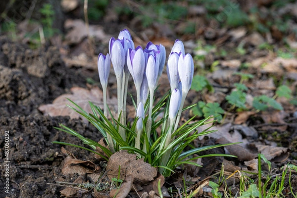 Fototapeta spring crocus flowers in the garden