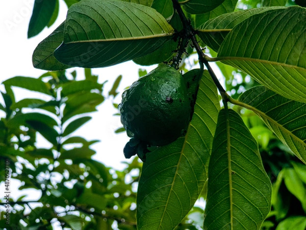 Obraz Guava fruit on tree