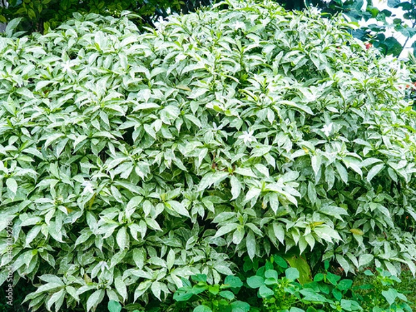 Obraz green leaves background