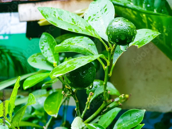 Obraz Young lemon on the tree