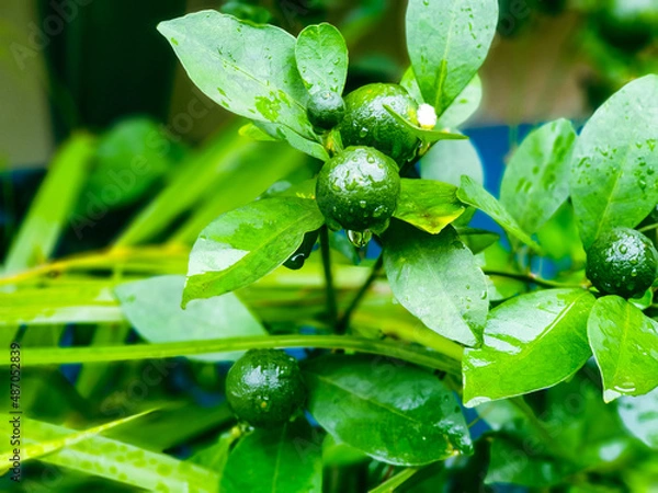 Obraz Young oranges fruit on the tree 