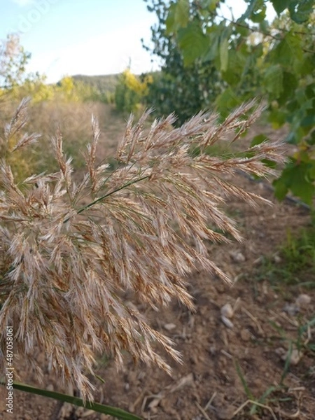 Obraz cones in the grass