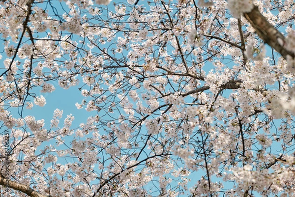Fototapeta 桜