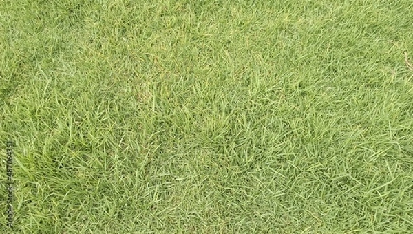 Obraz green grass background