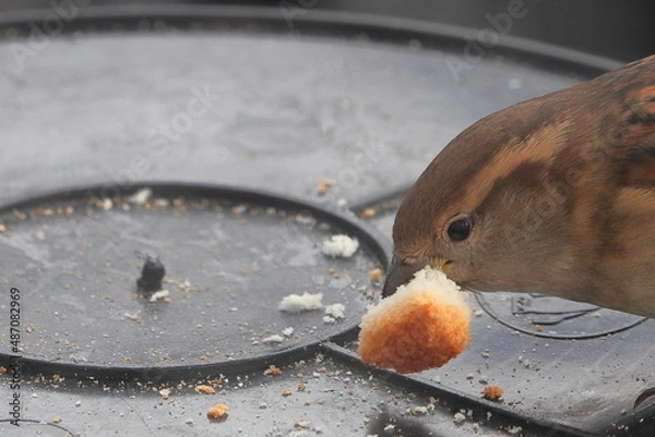 Obraz Sparrow kluev white bread on a plastic bucket.