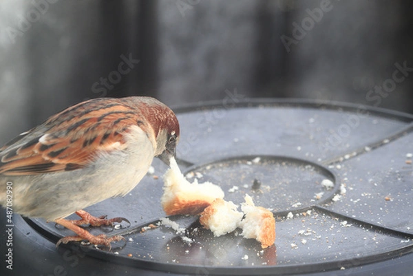 Obraz Sparrow kluev white bread on a plastic bucket.