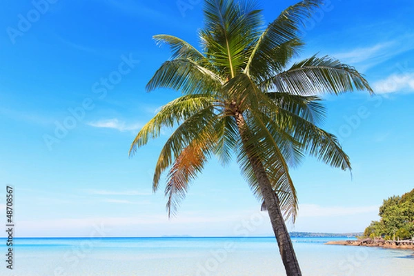 Obraz Кокосовая пальма на берегу моря