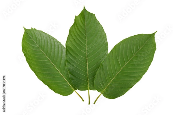 Fototapeta Line up of Mitragyna speciosa, kratom leaves on white background. Top view