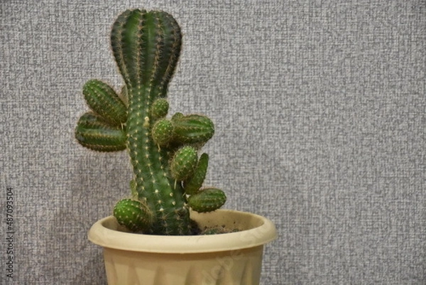 Obraz яркие и колючие цветы на праздник