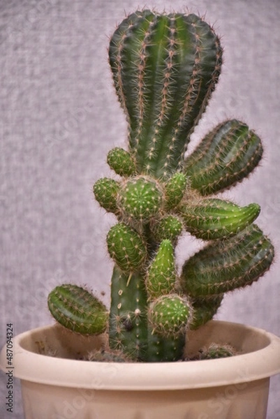 Obraz яркие и колючие цветы на праздник