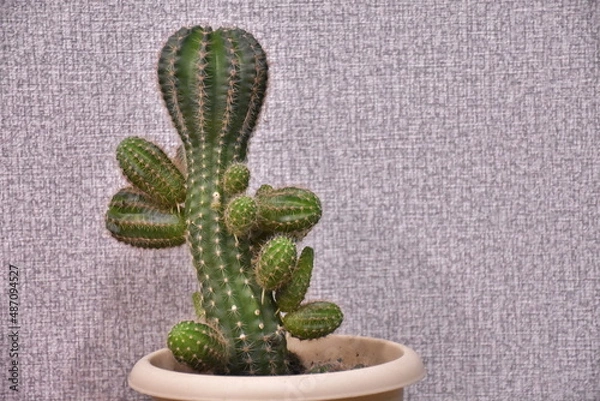 Obraz яркие и колючие цветы на праздник