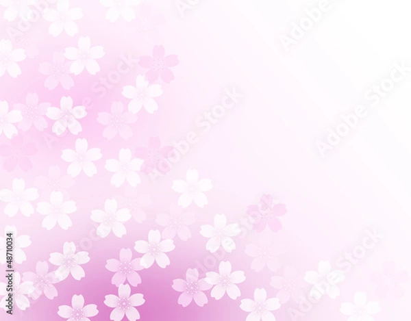 Fototapeta さくら