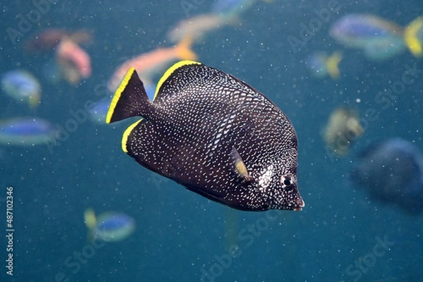 Obraz 水中を泳ぐユウゼン